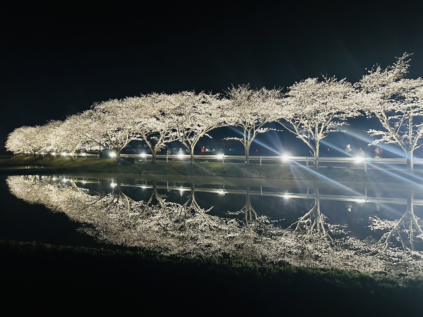 札森・万木地区桜並木のライトアップについて